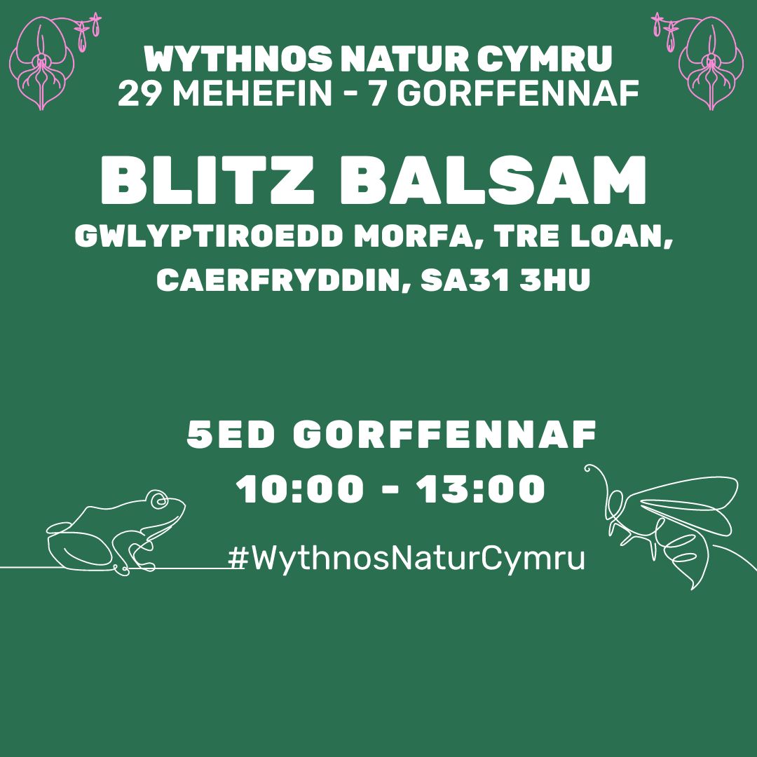 Blitz Balsam Gwlyptiroedd Morfa